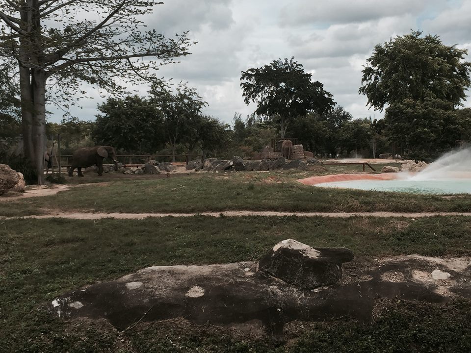 Africa- African Elephant