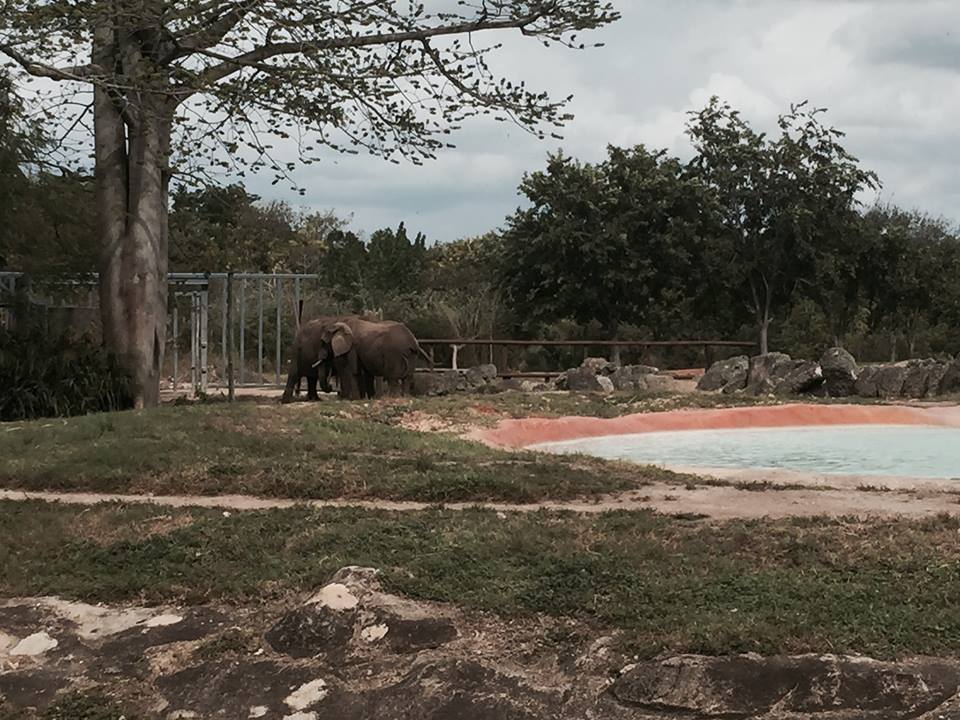 Africa- African Elephant