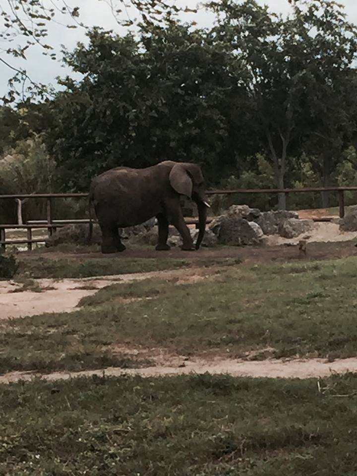 Africa- African Elephant
