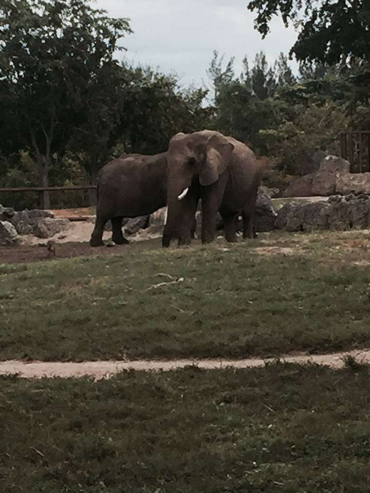 Africa- African Elephant