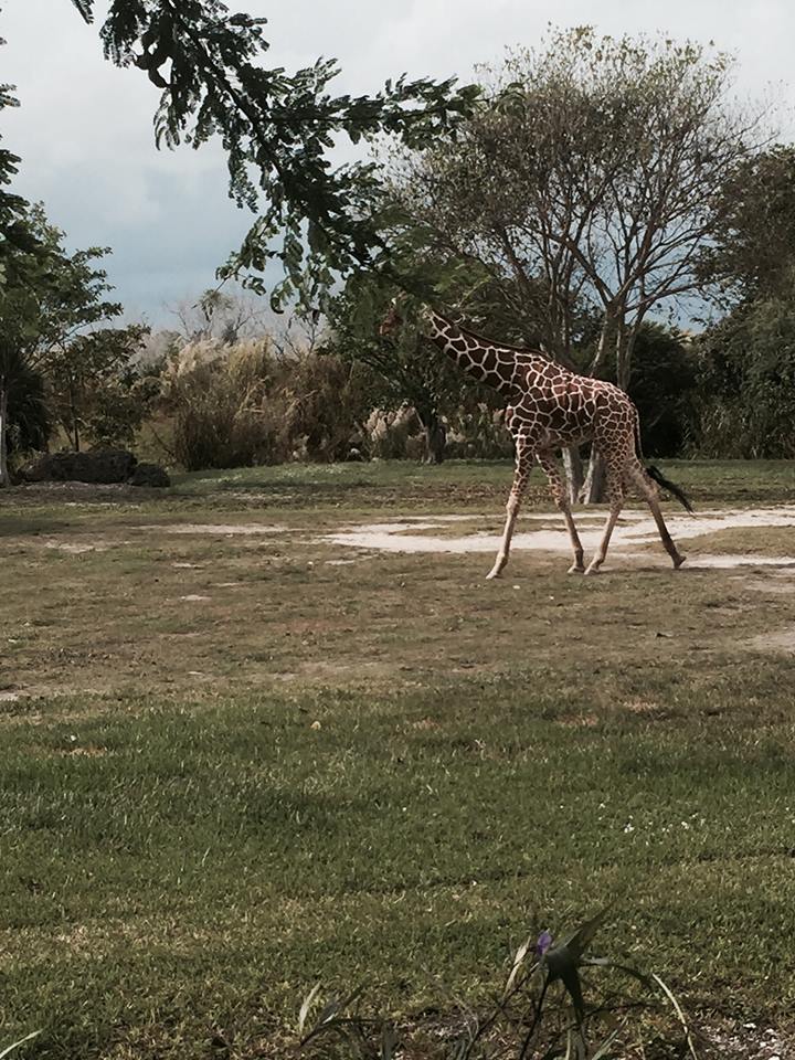 Africa- African Elephant