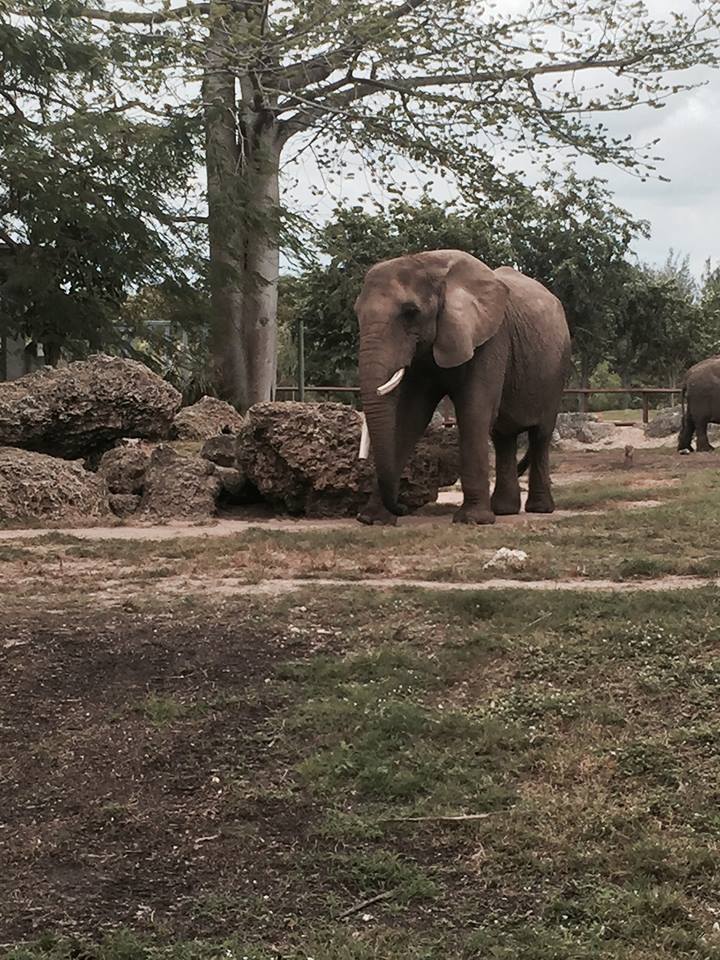 Africa- African Elephant