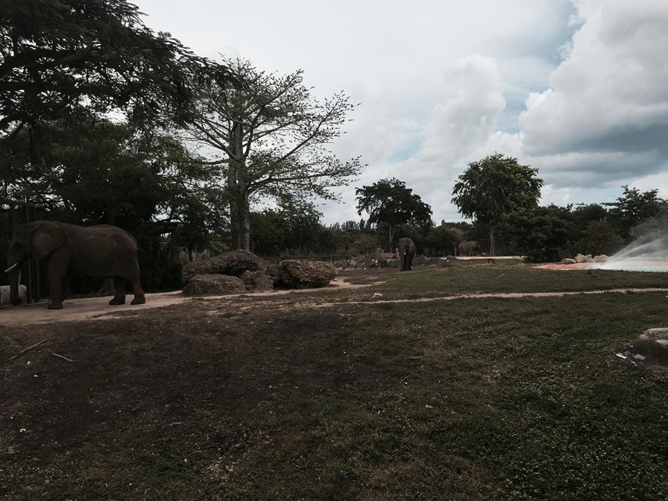 Africa- African Elephant