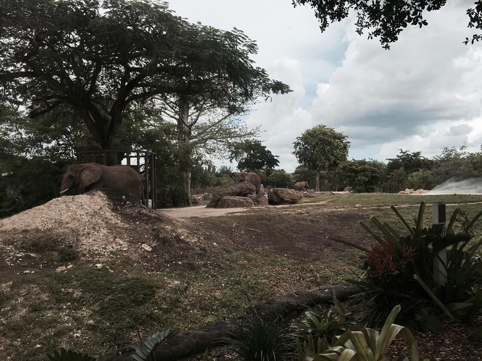 Africa- African Elephant