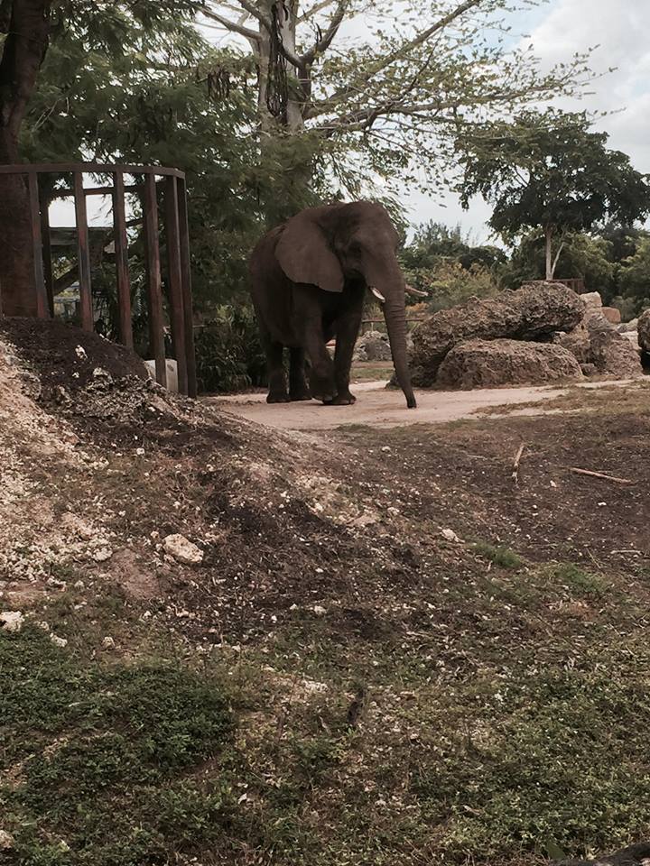 Africa- African Elephant