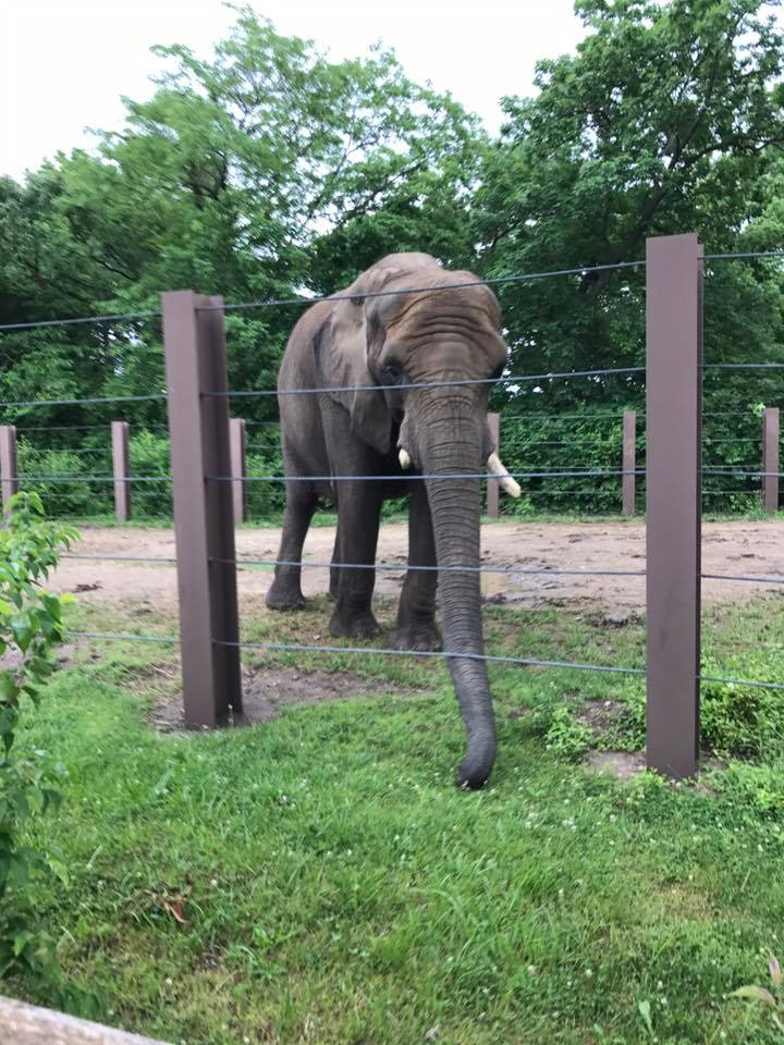 Africa- African Elephant