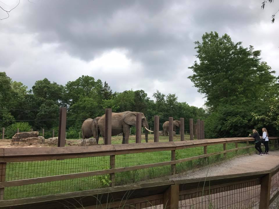 Africa- African Elephant