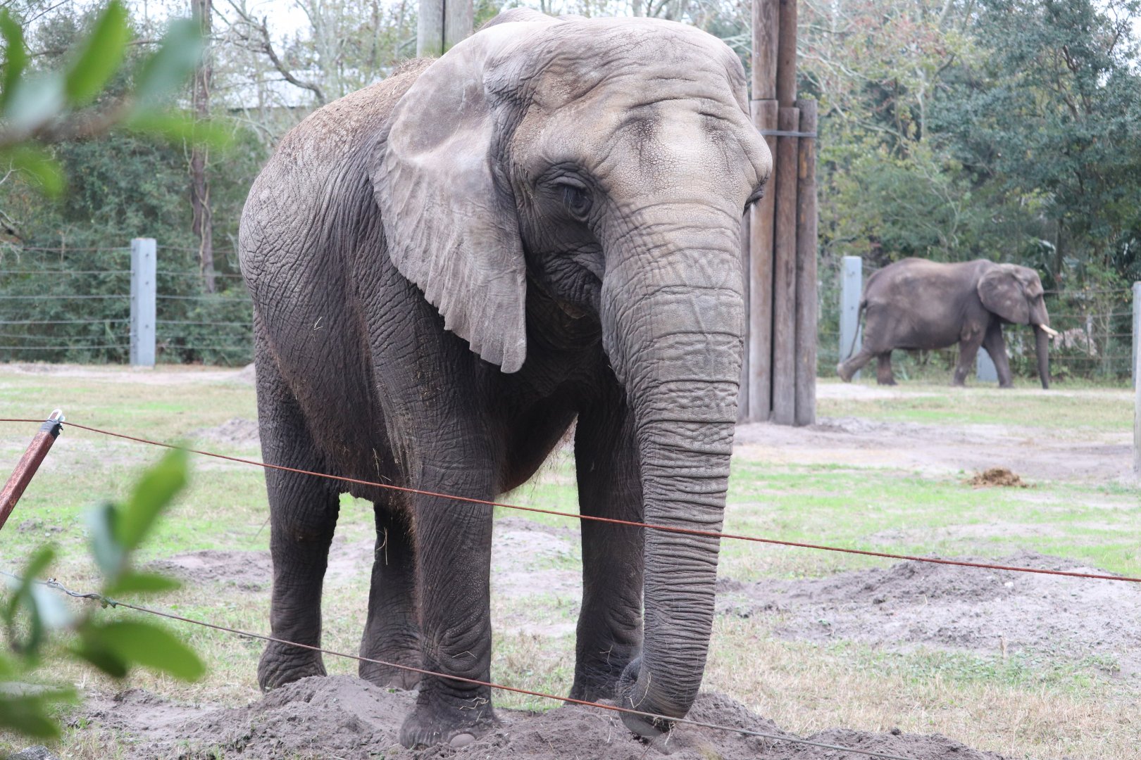 Africa - African Elephant