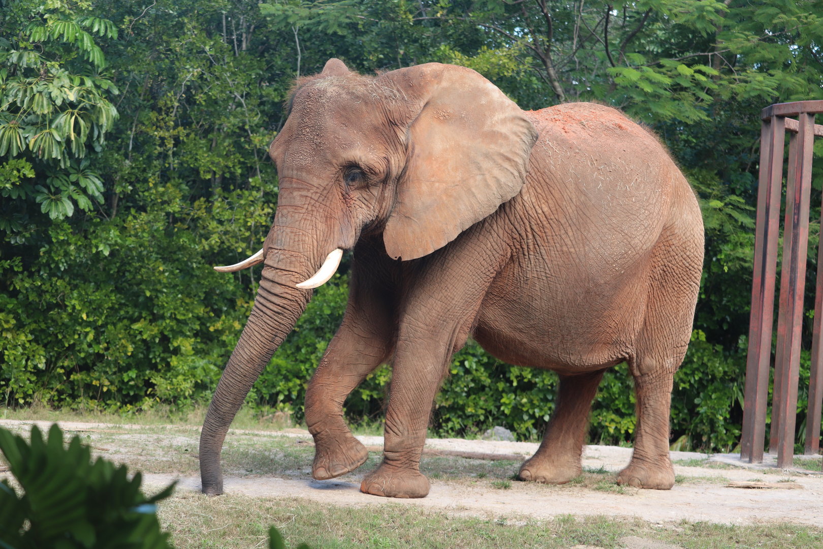 Africa - African Elephant