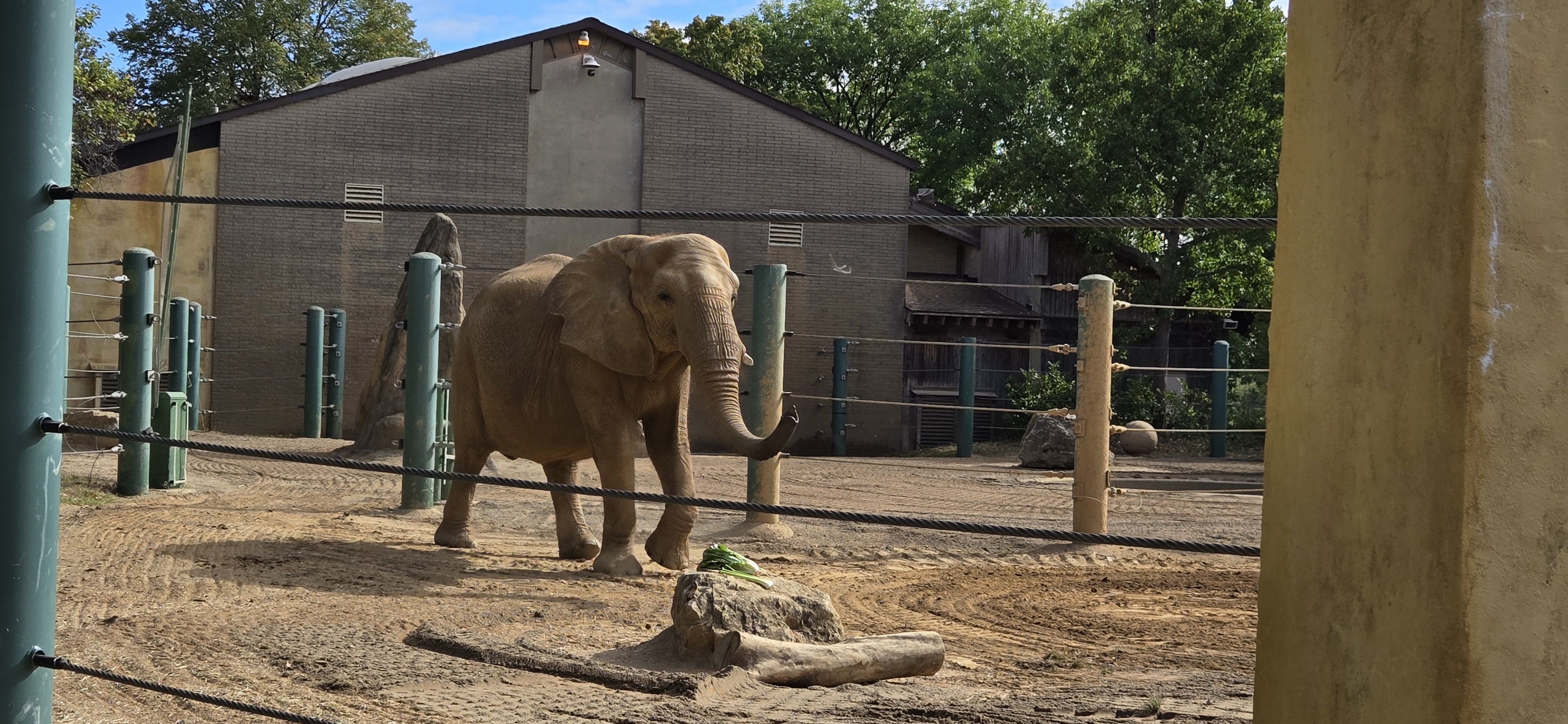 Africa - African Elephant