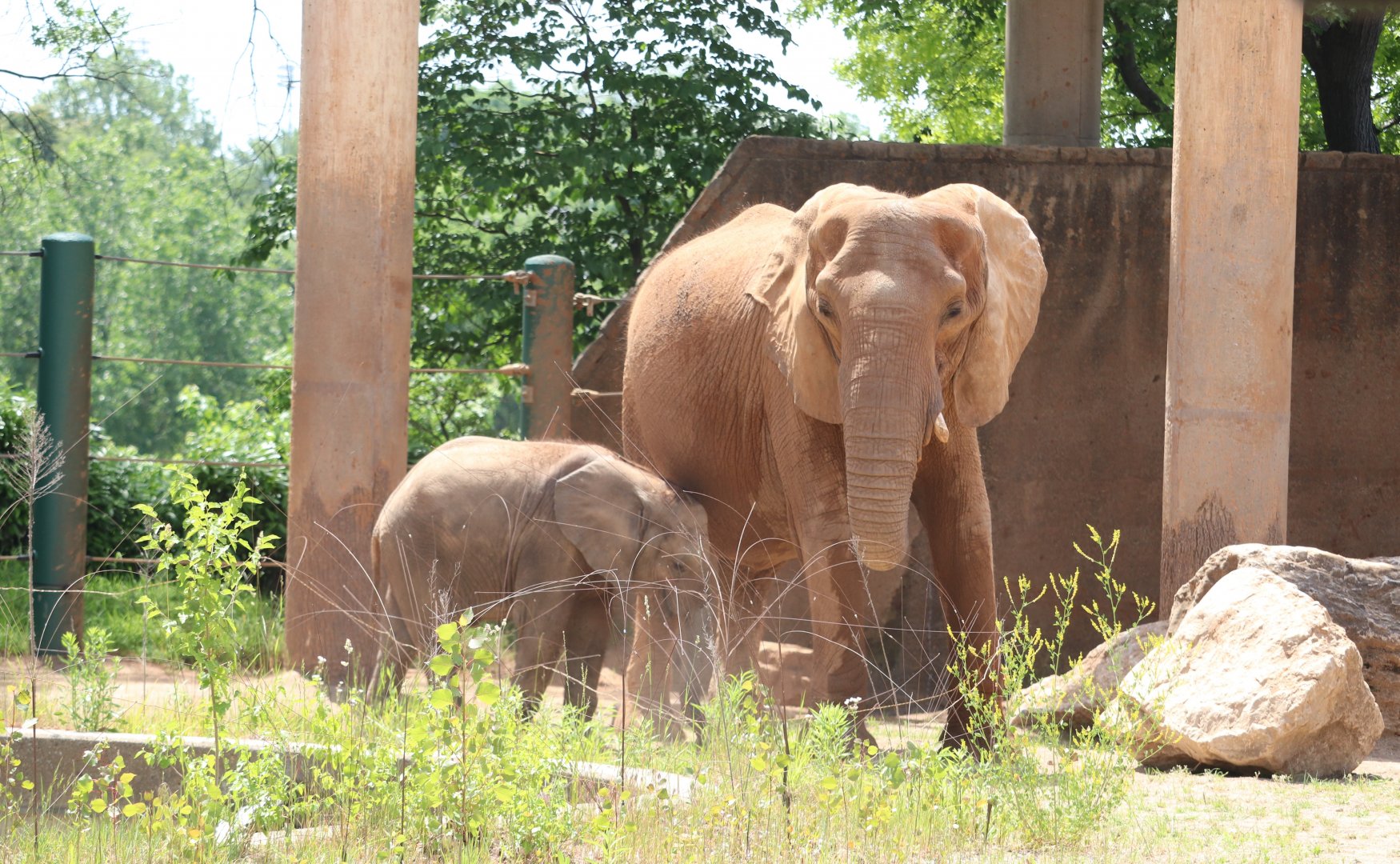 Africa - African Elephants - Mikki - Fitz