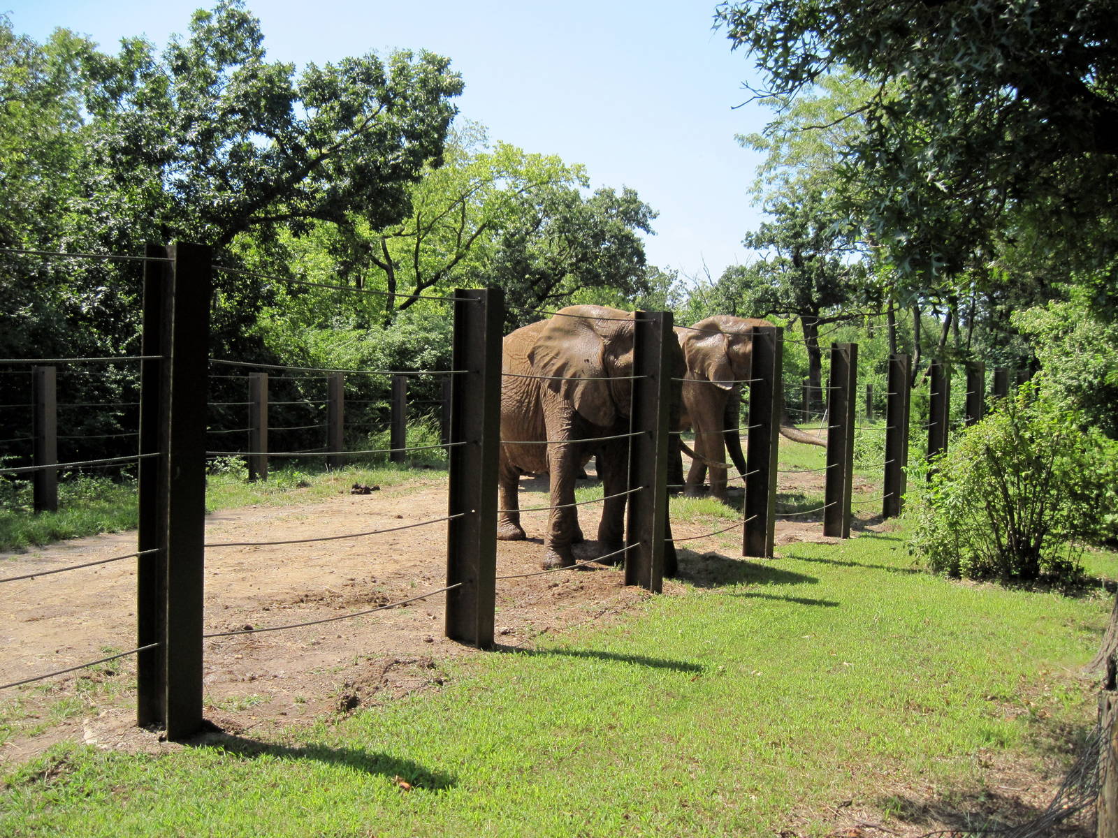 Africa-African Elephants