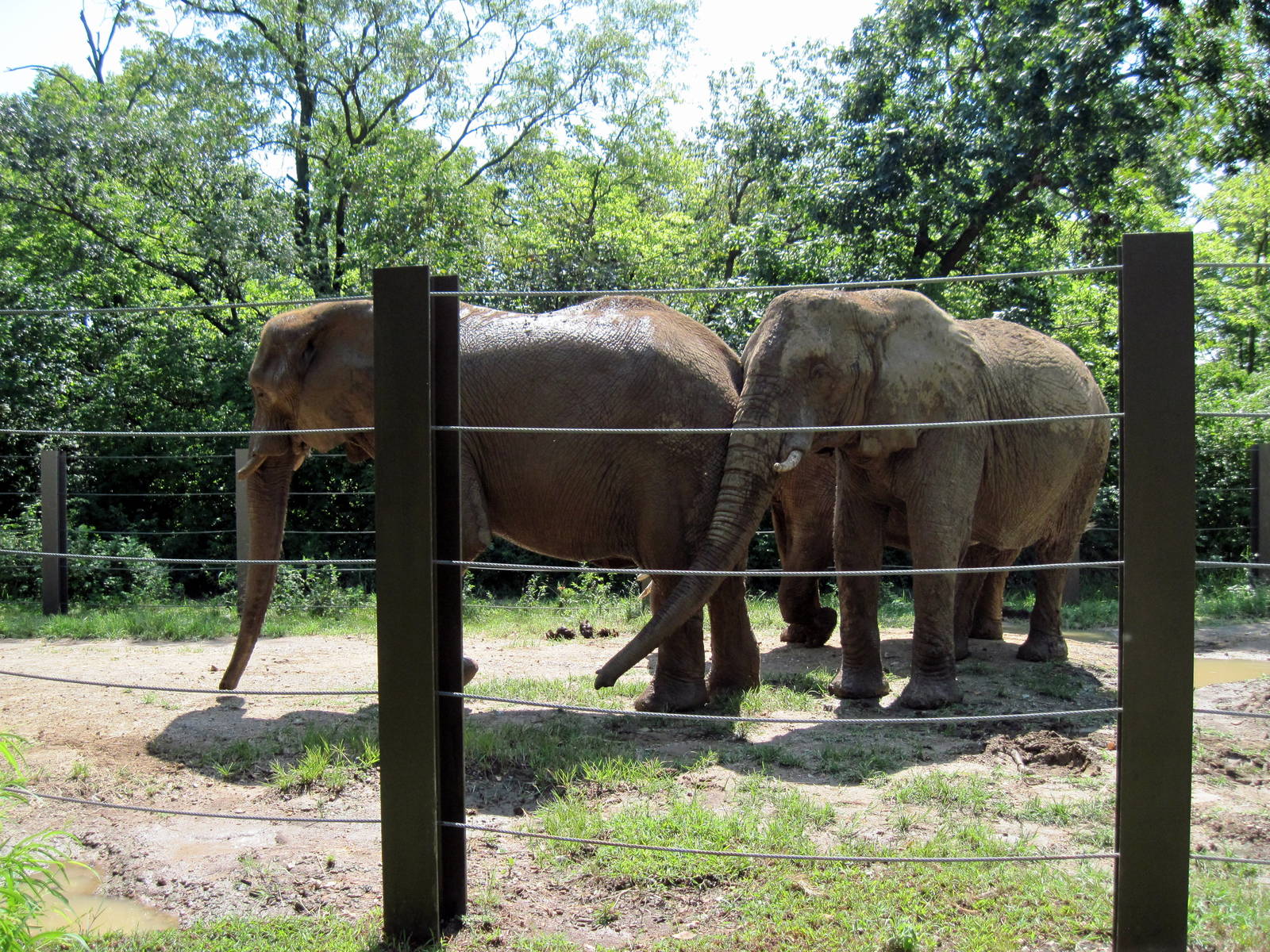 Africa-African Elephants