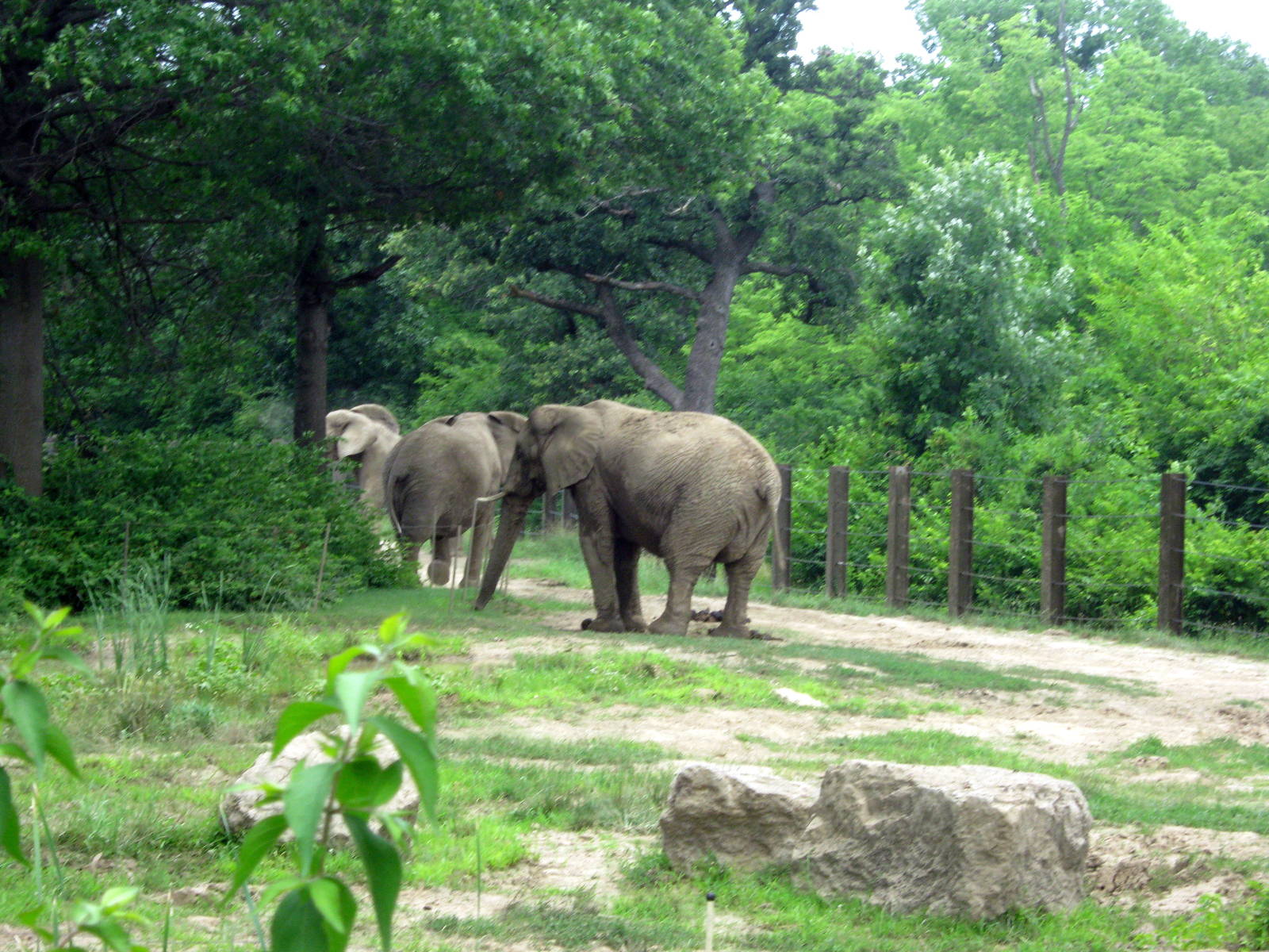 Africa-African Elephants