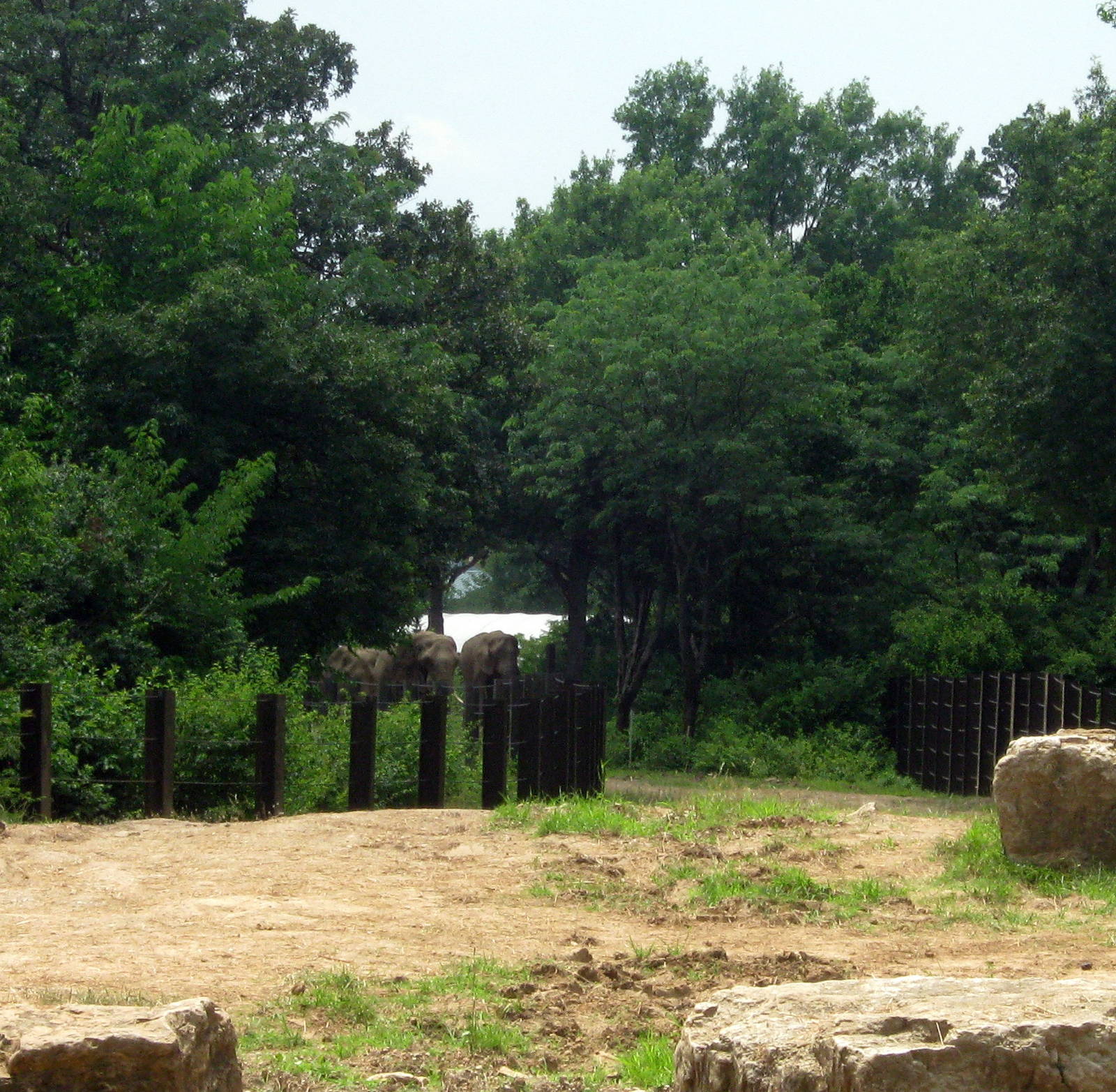 Africa-African Elephants