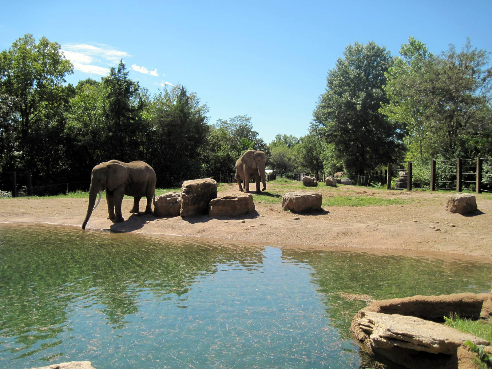 Africa-African Elephants