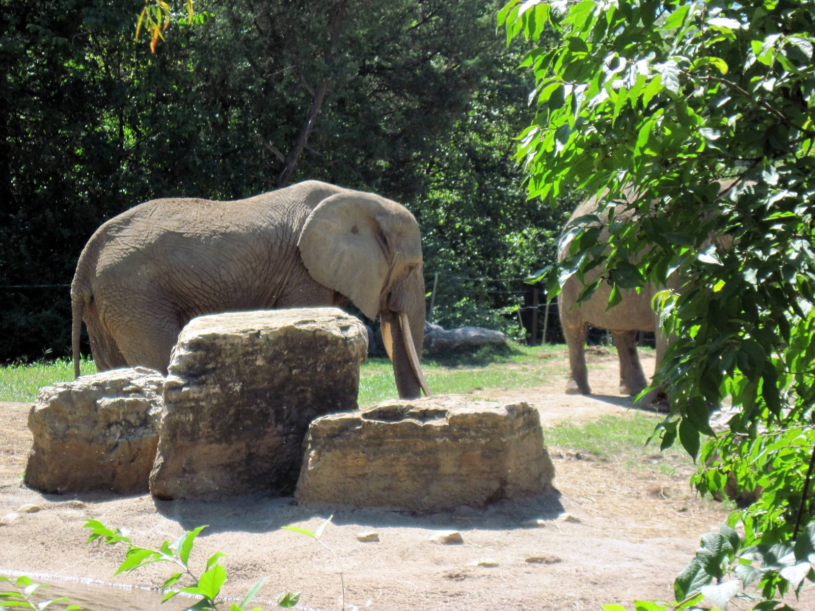 Africa-African Elephants