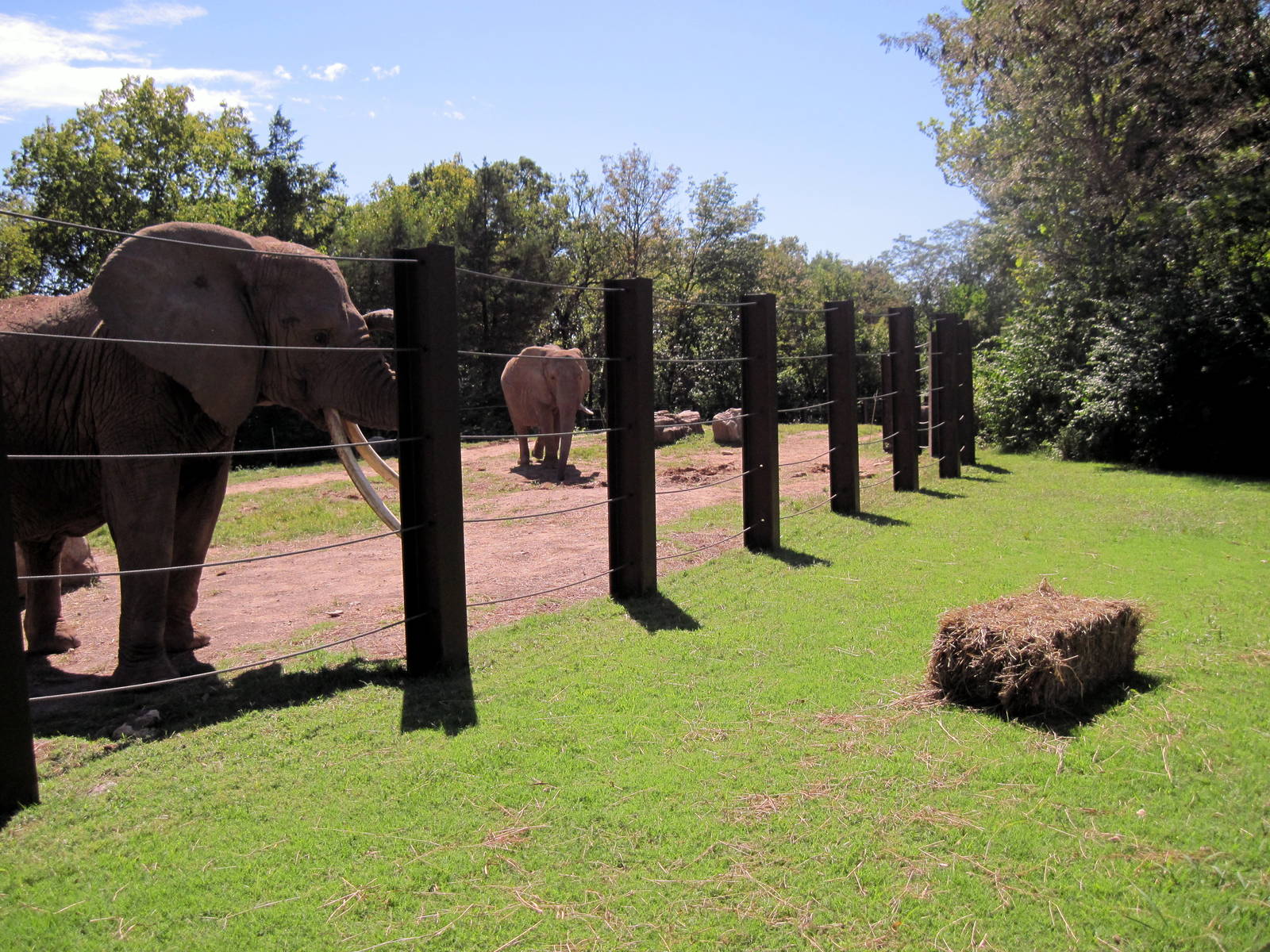 Africa-African Elephants