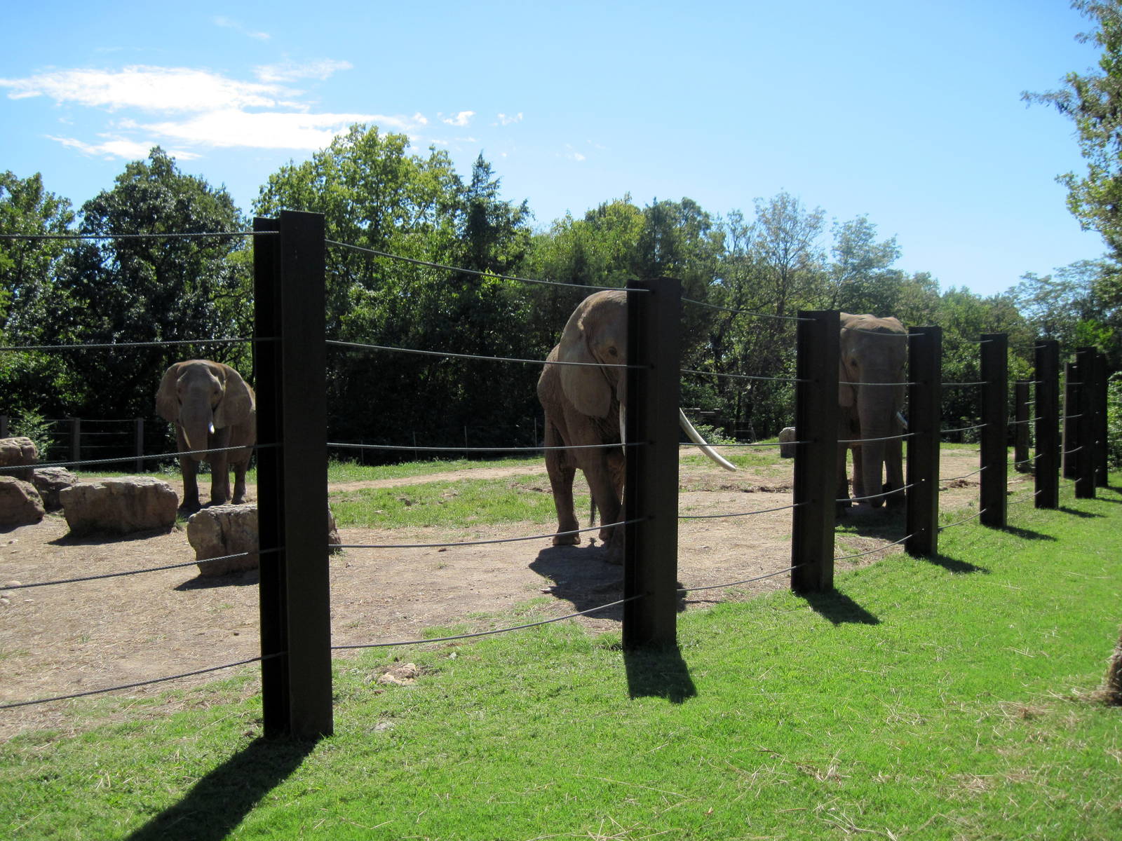 Africa-African Elephants