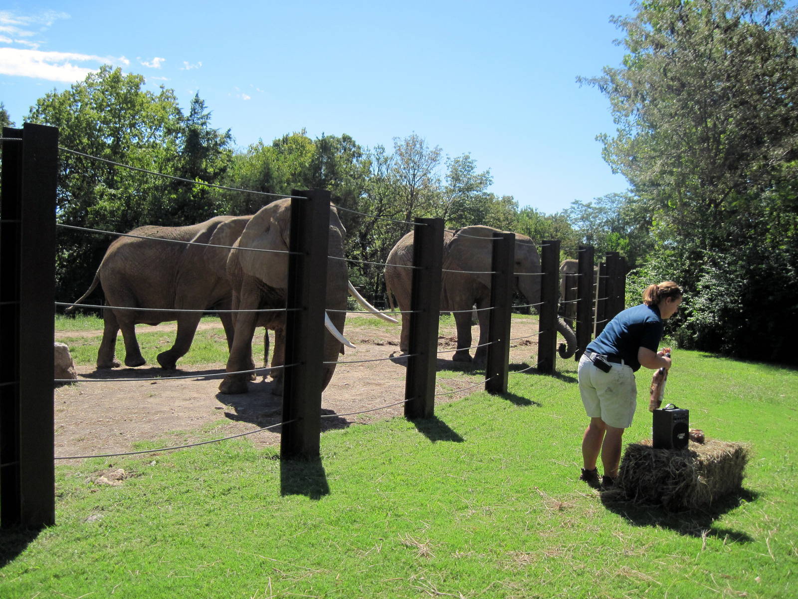 Africa-African Elephants