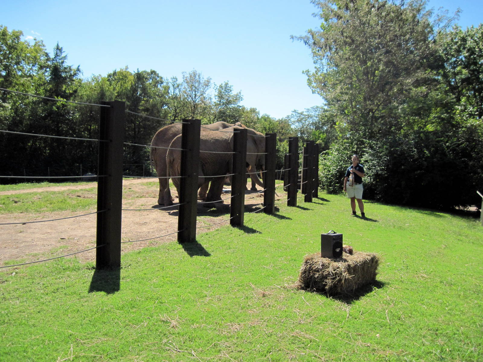 Africa-African Elephants