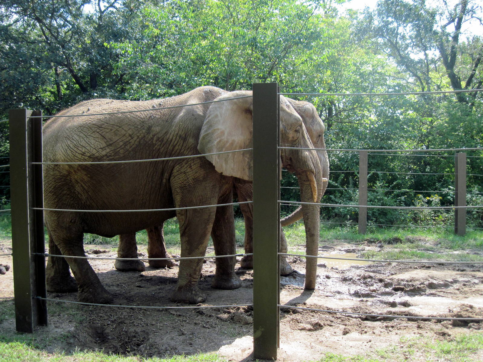Africa-African Elephants