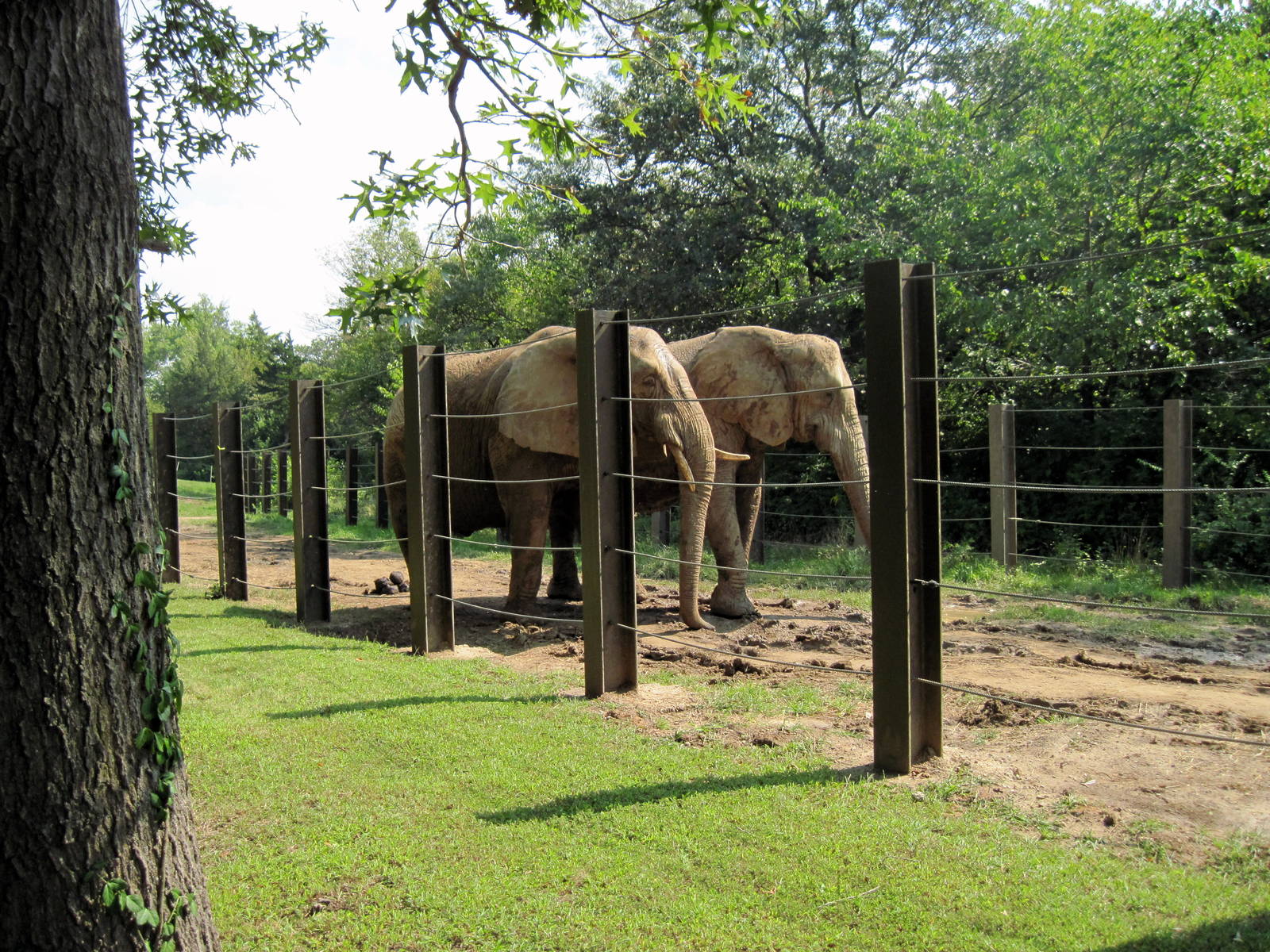 Africa-African Elephants