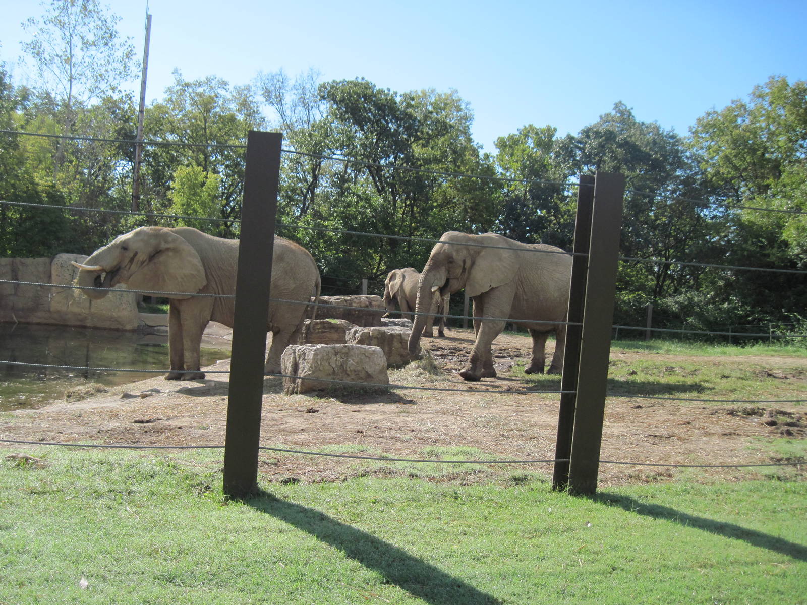 Africa-African Elephants