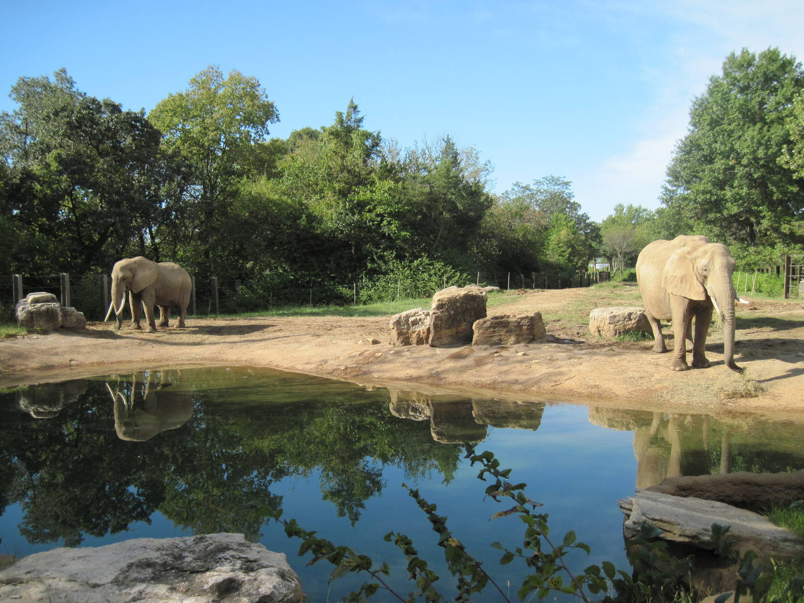 Africa-African Elephants