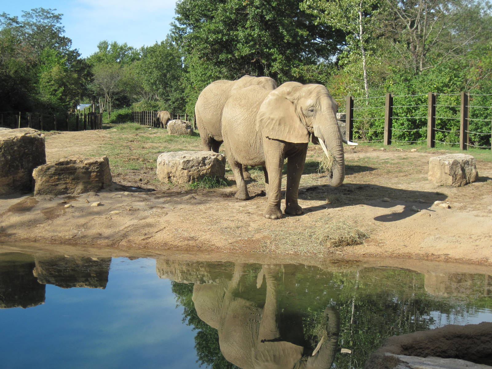 Africa-African Elephants