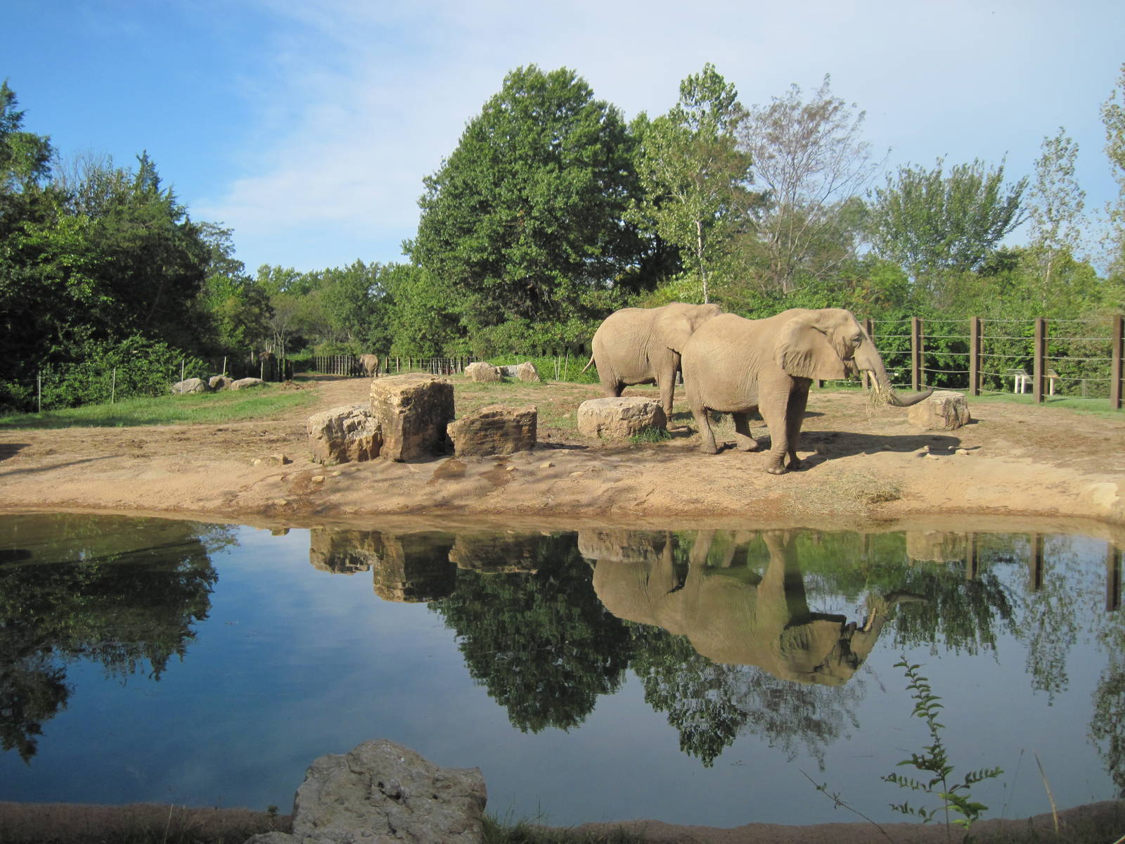 Africa-African Elephants