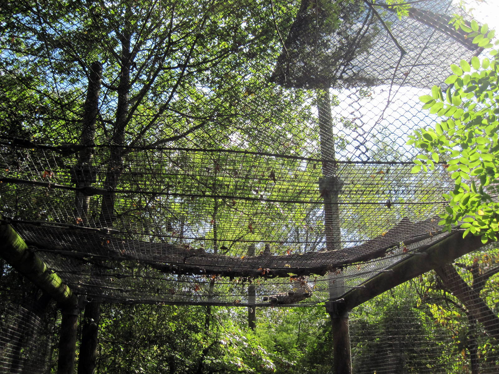 Africa-African Leopard Exhibit