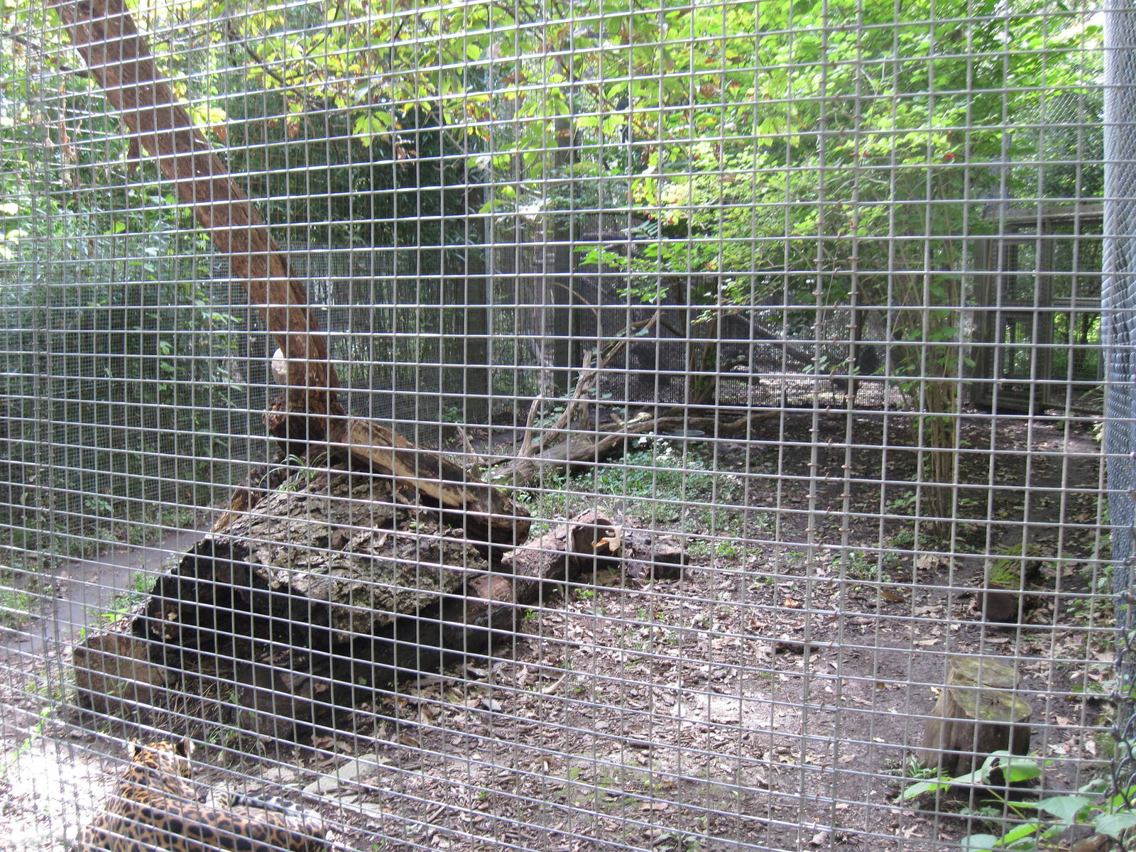 Africa-African Leopard Exhibit