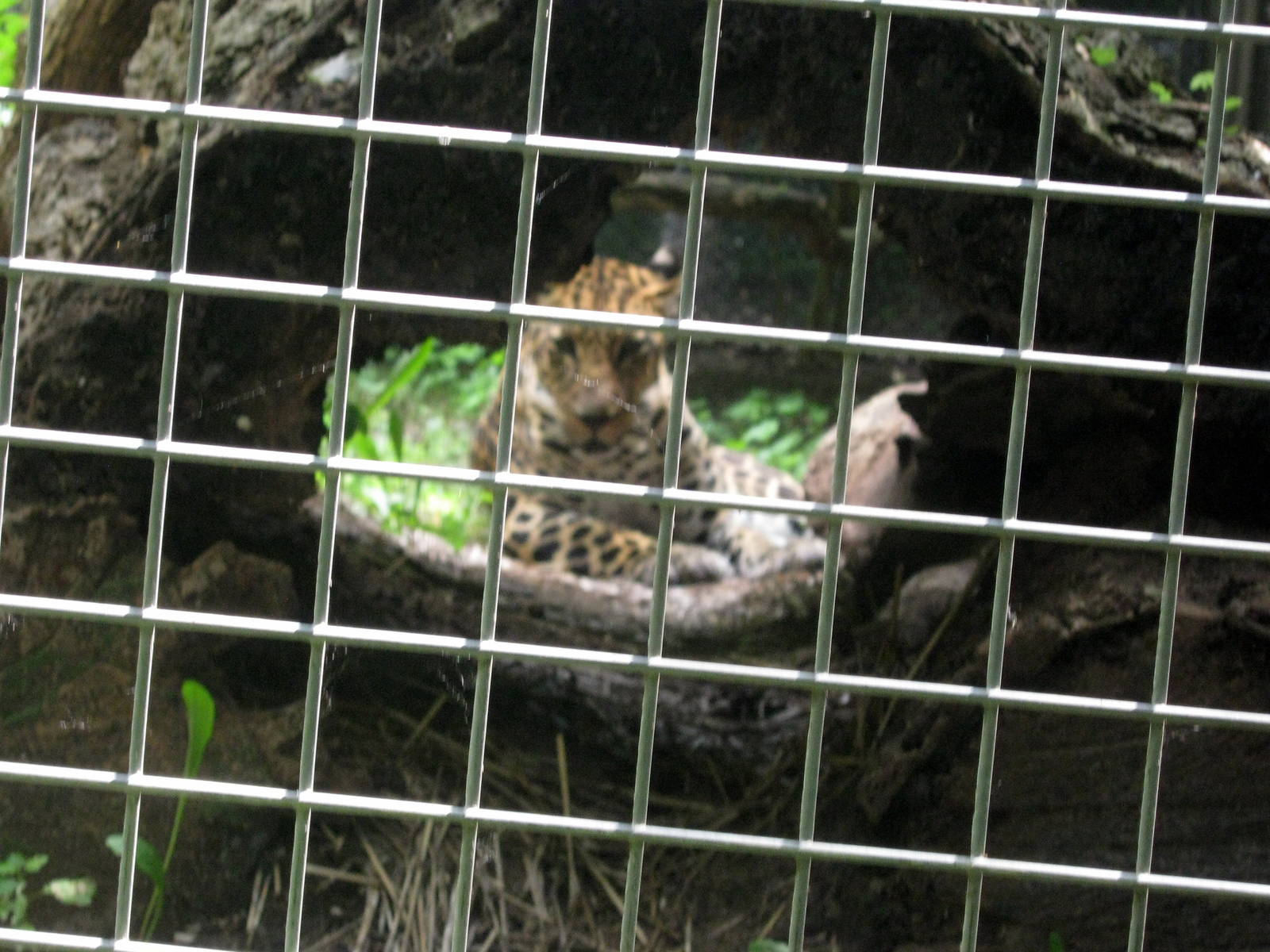 Africa-African Leopard