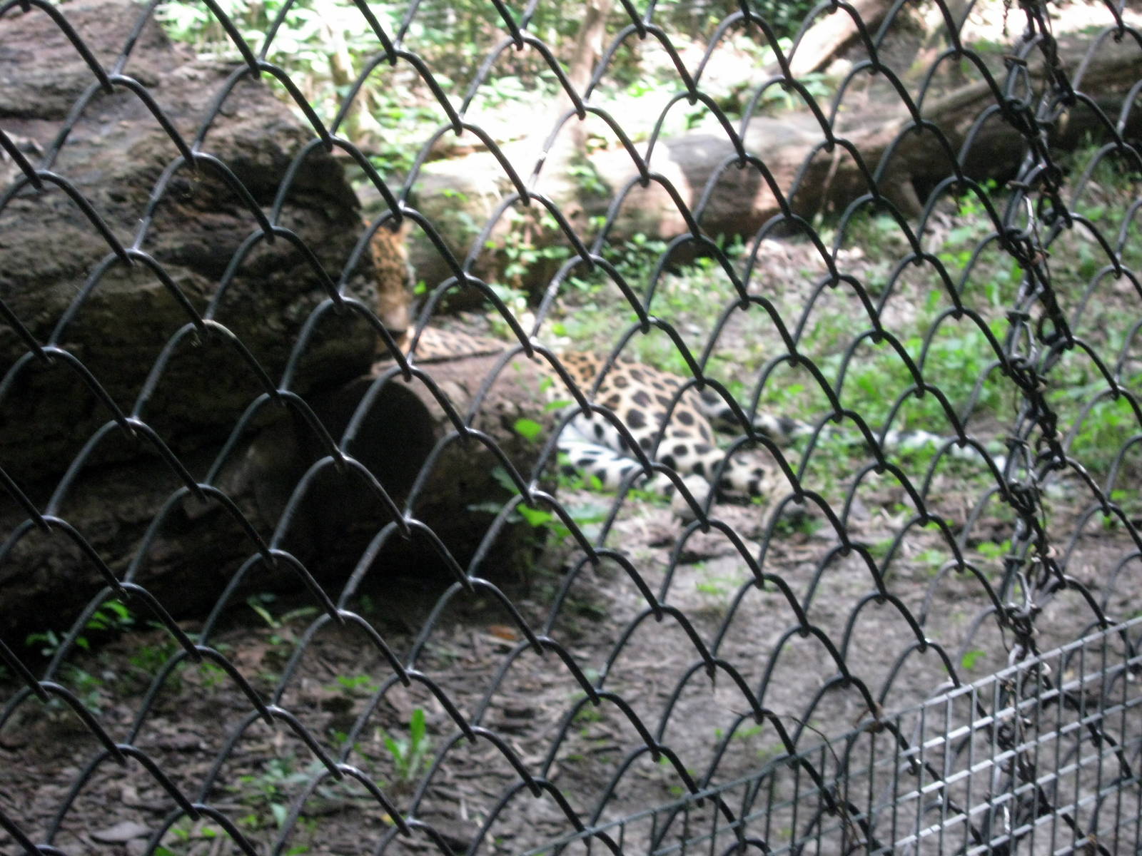 Africa-African Leopard