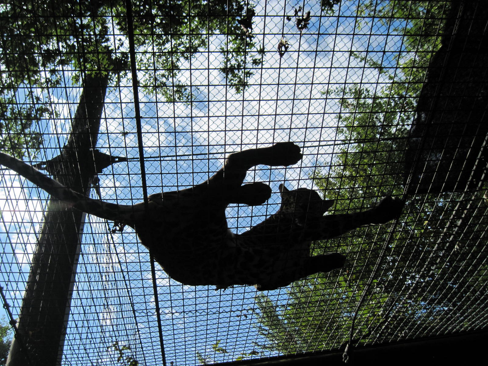 Africa-African Leopard