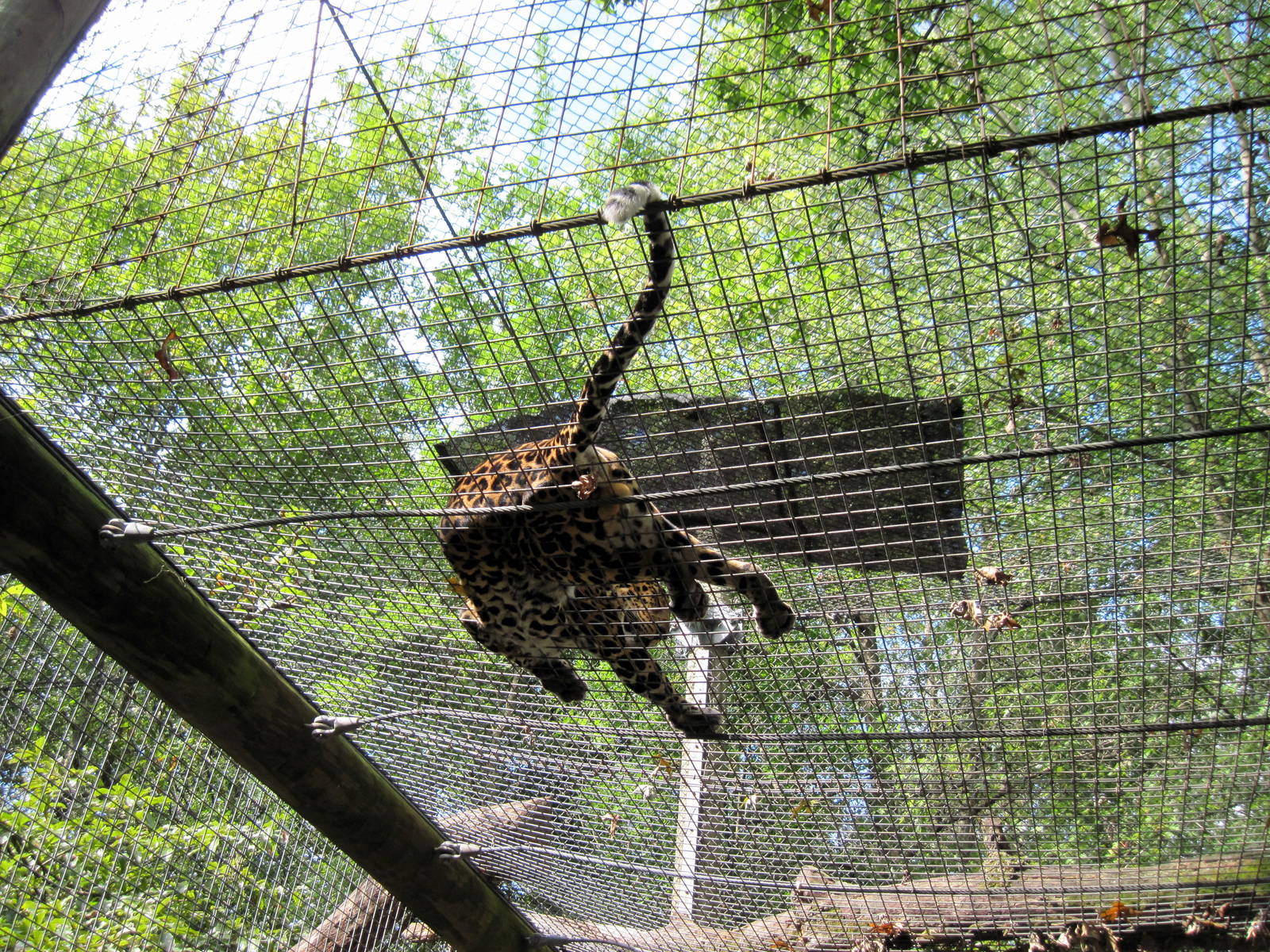Africa-African Leopard