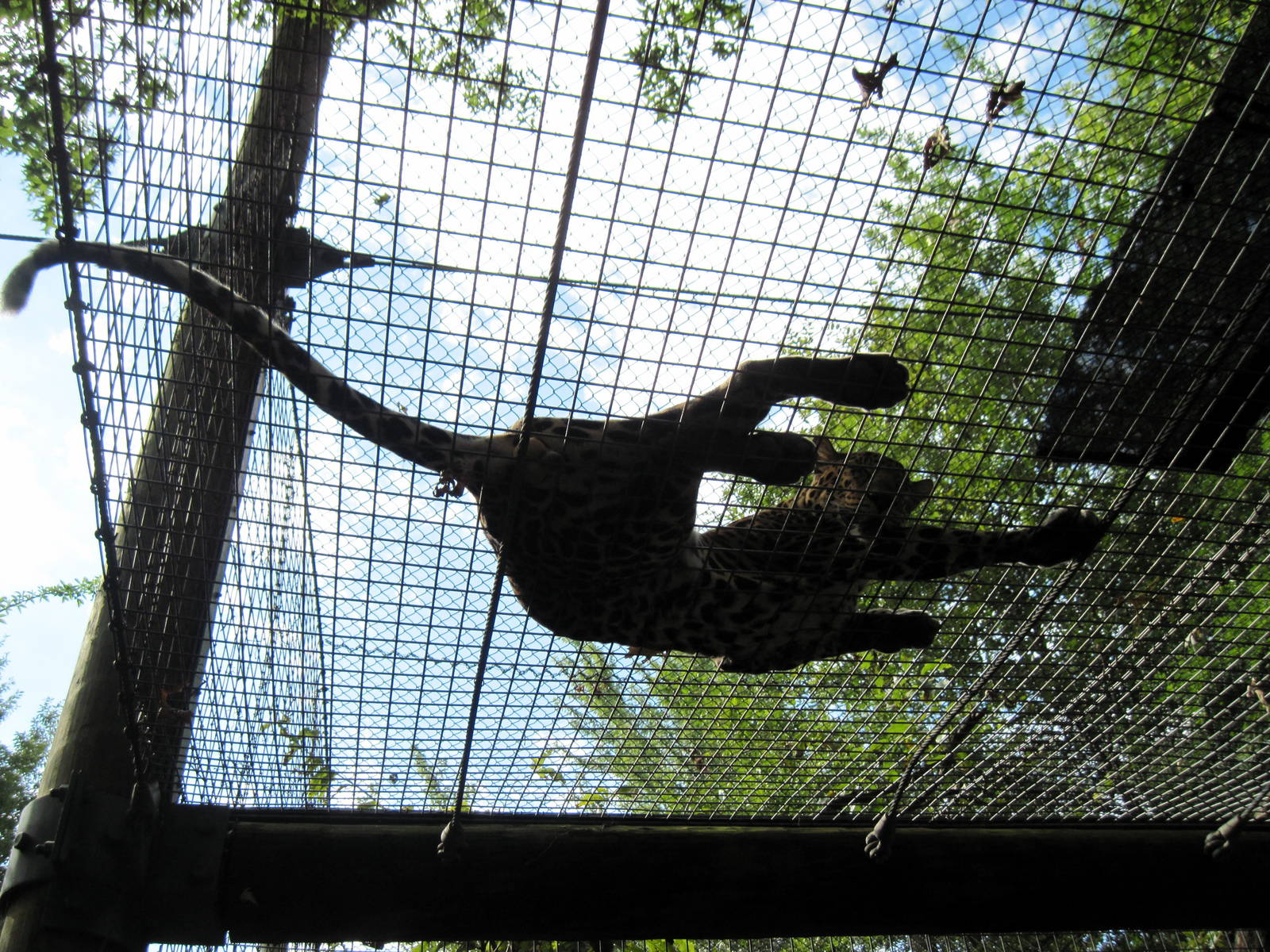 Africa-African Leopard