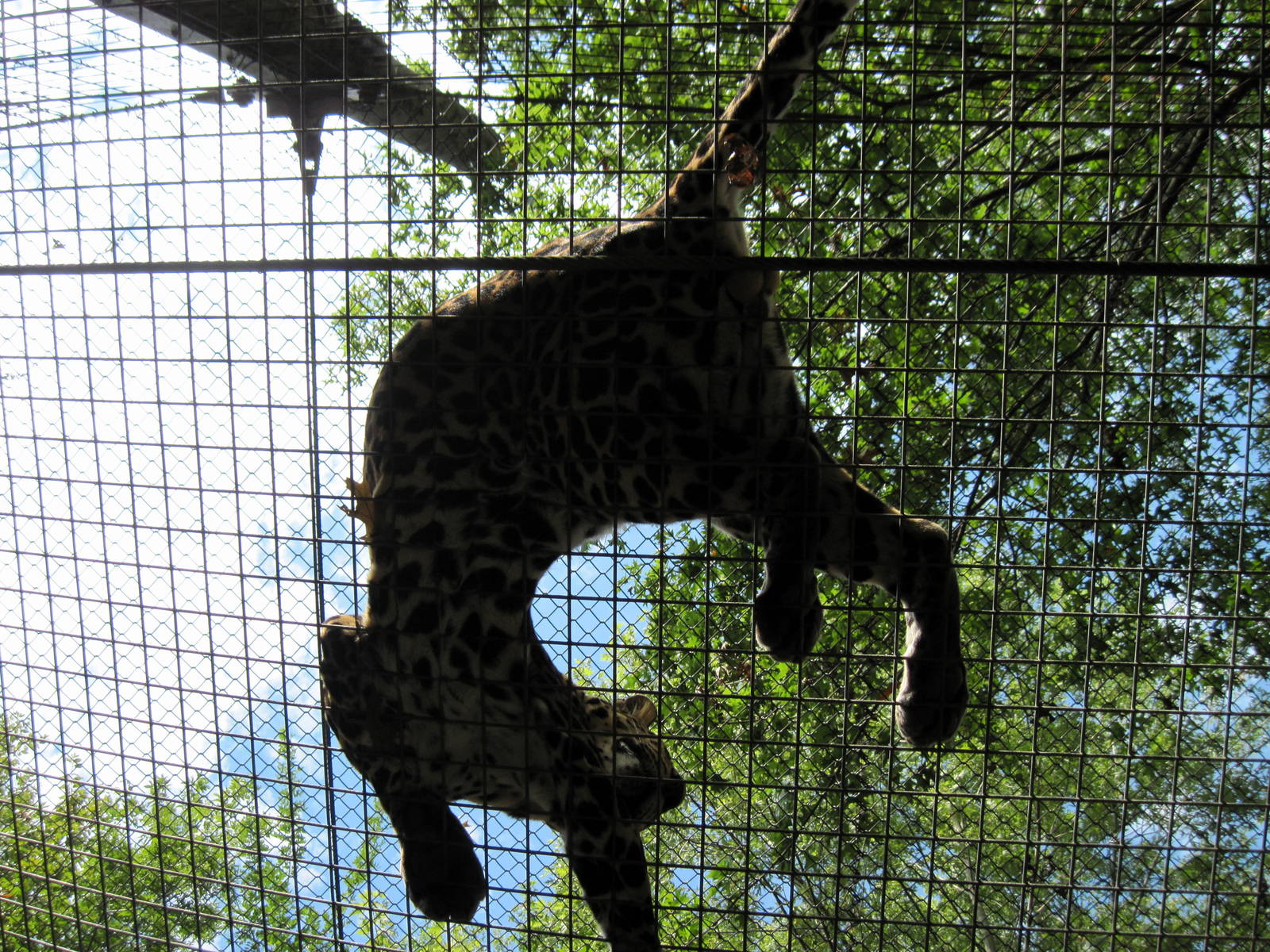 Africa-African Leopard