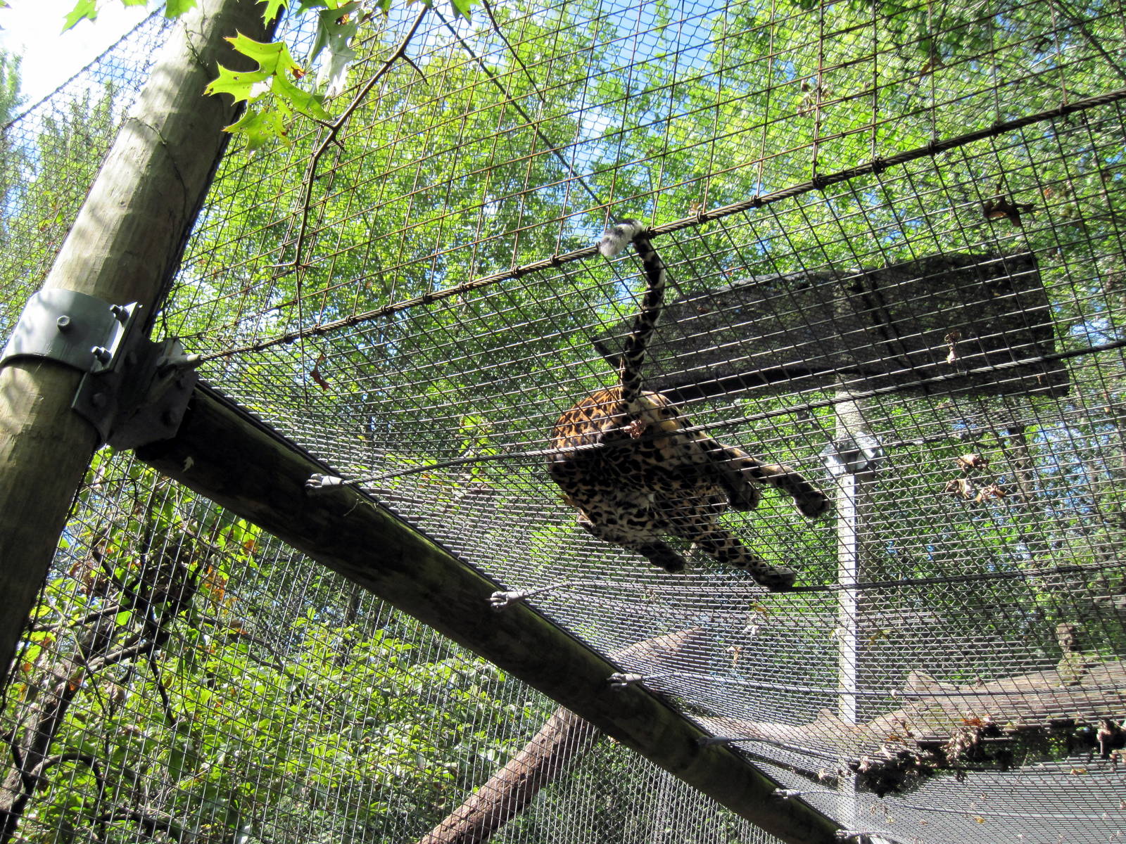 Africa-African Leopard
