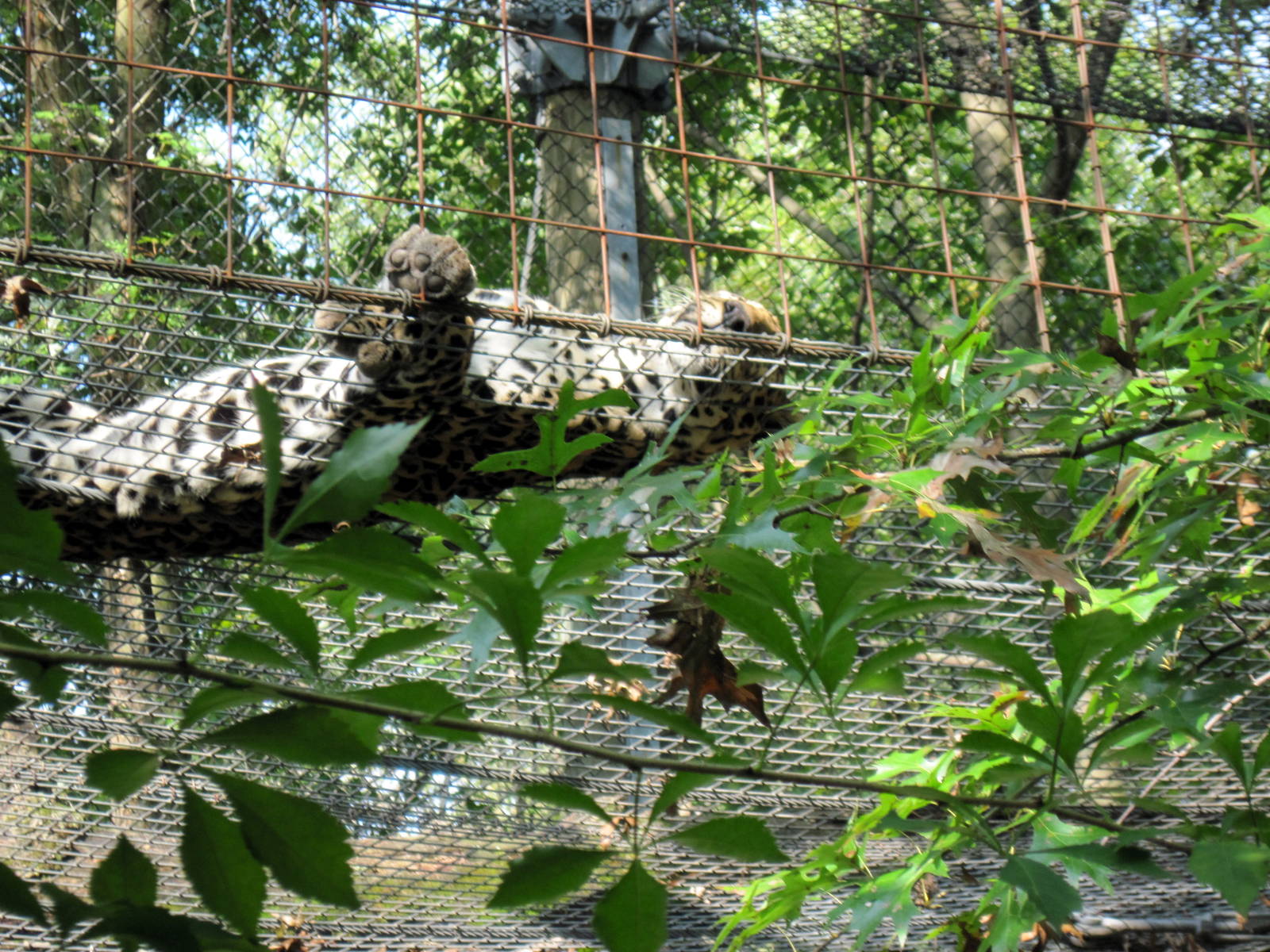 Africa-African Leopard