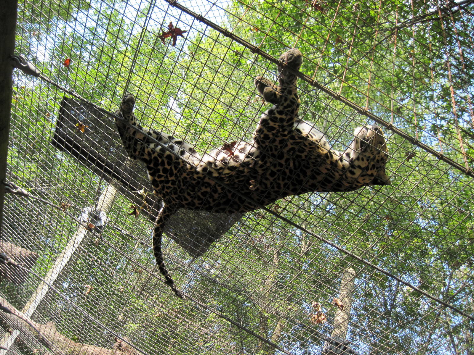 Africa-African Leopard