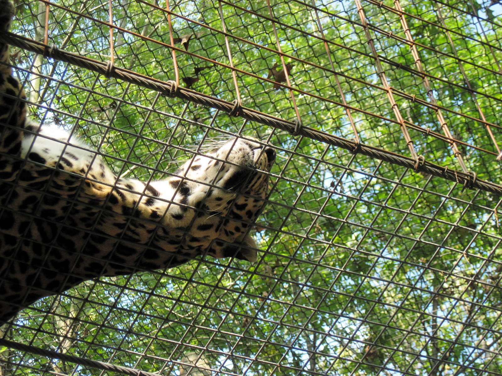 Africa-African Leopard