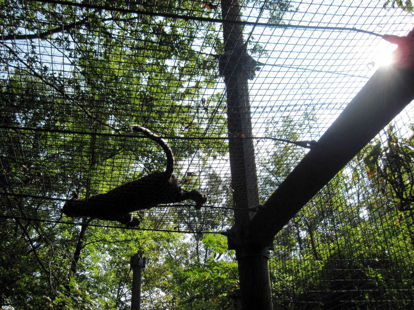 Africa-African Leopard