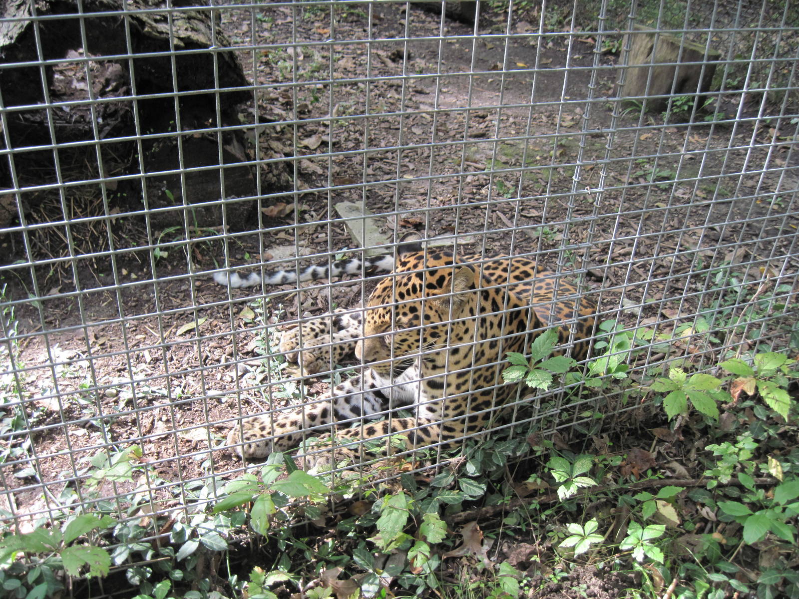 Africa-African Leopard