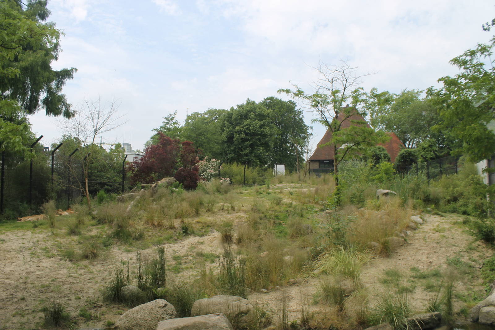 Africa - African lion enclosure