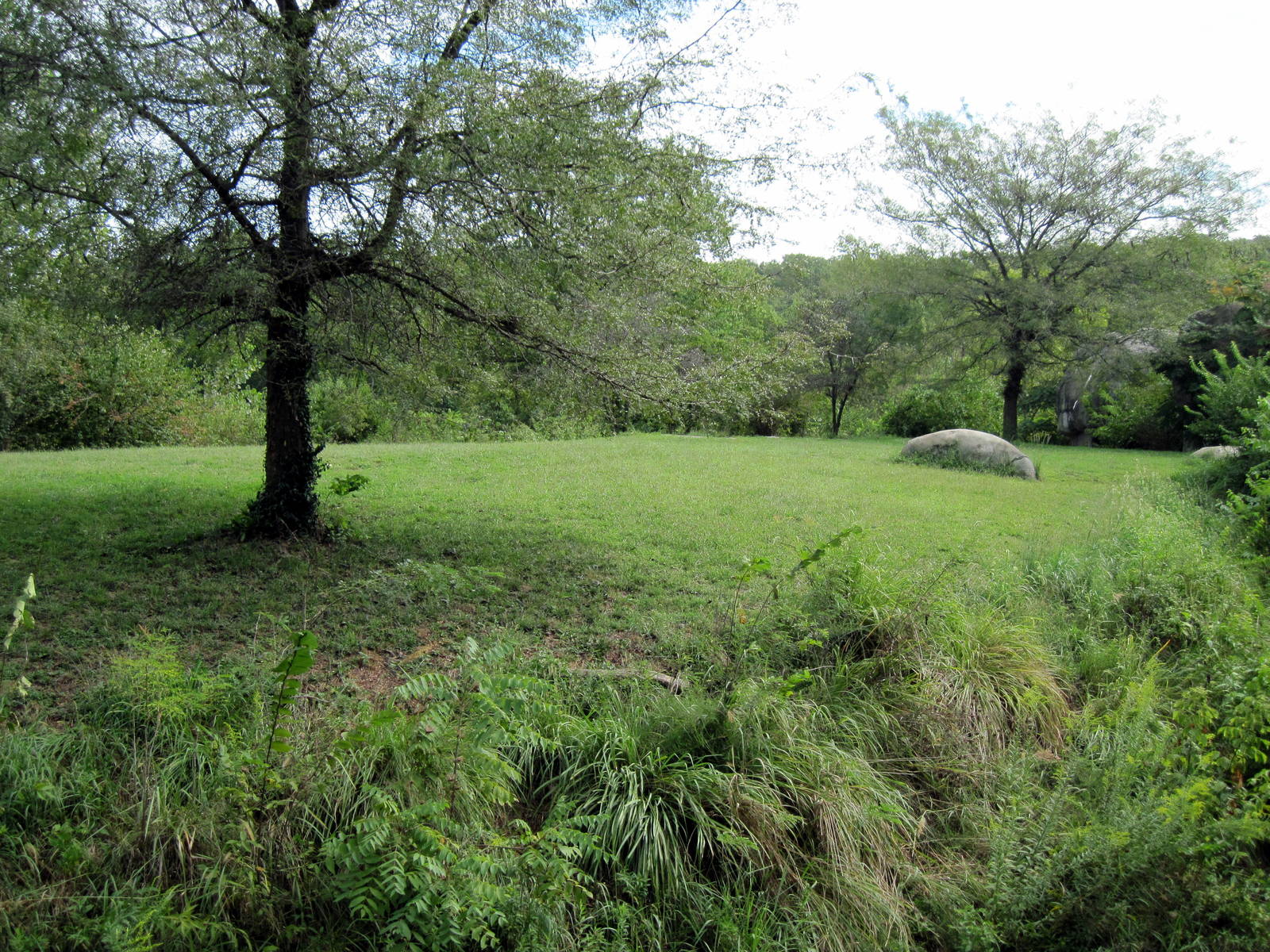 Africa-African Lion Exhibit