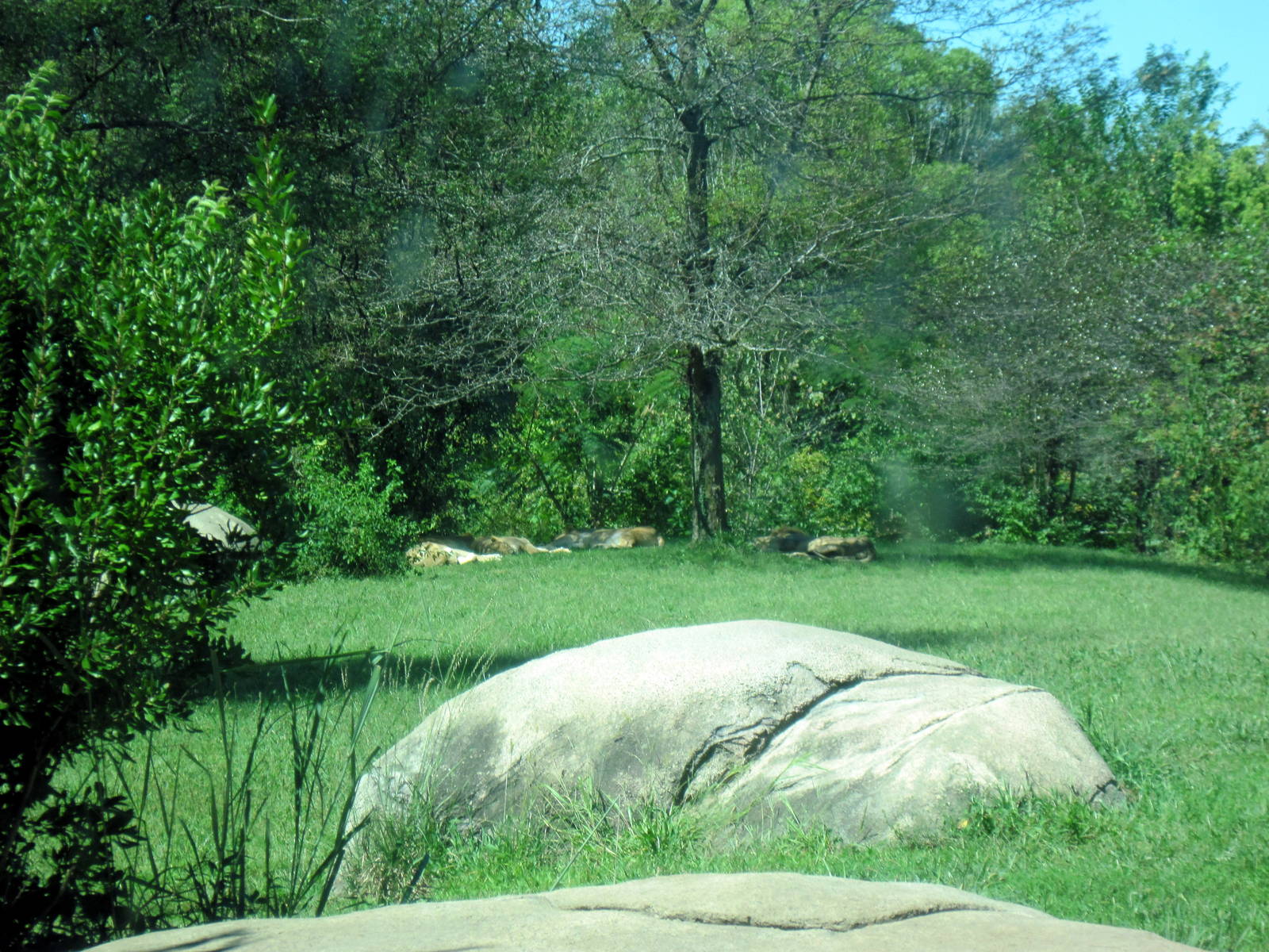 Africa-African Lion Exhibit