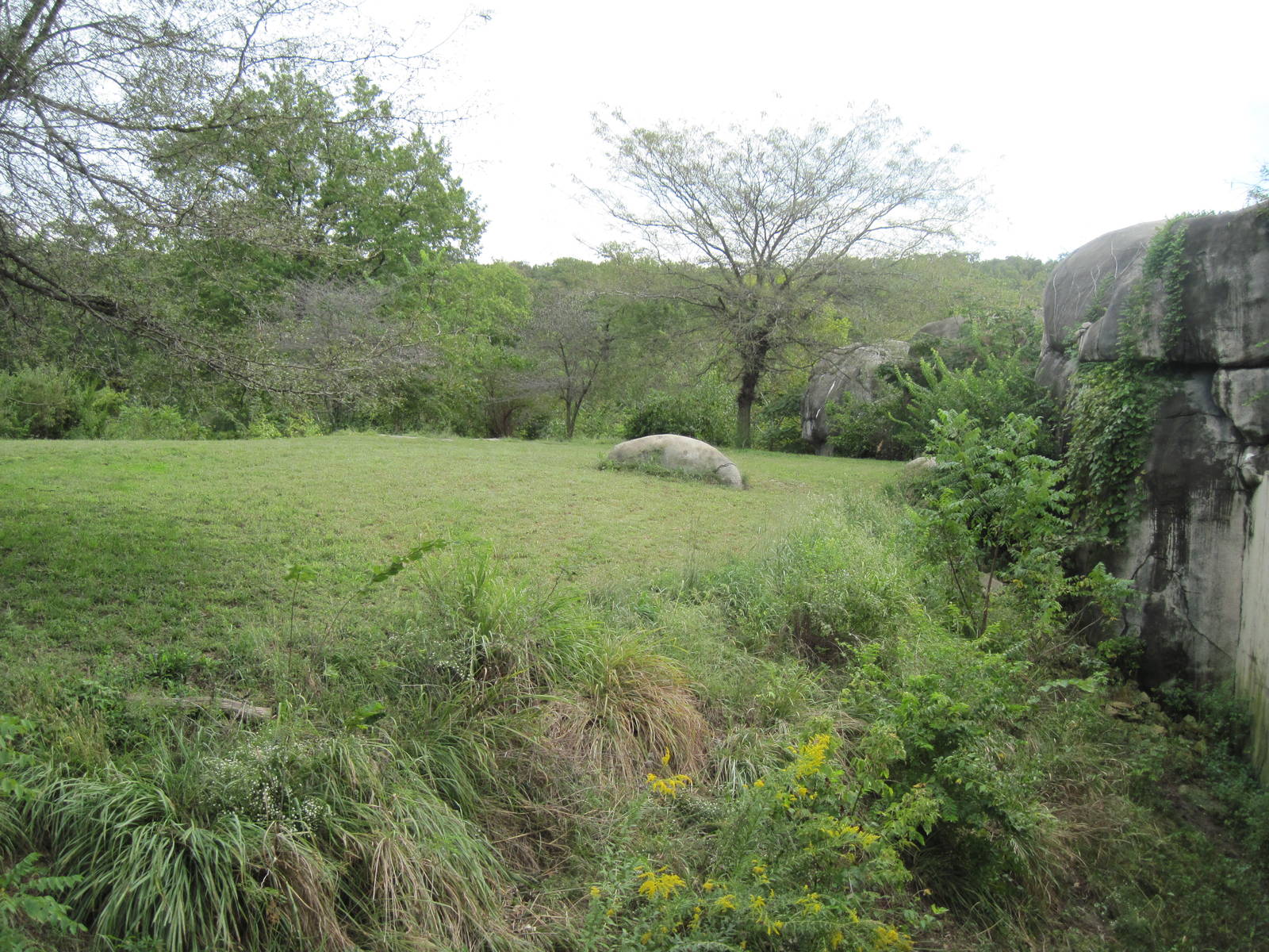 Africa-African Lion Exhibit