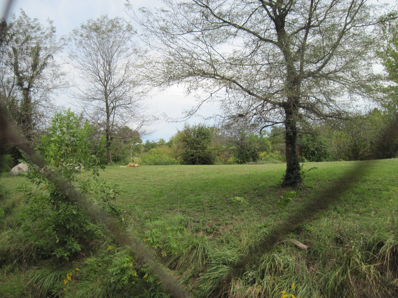 Africa-African Lion Exhibit